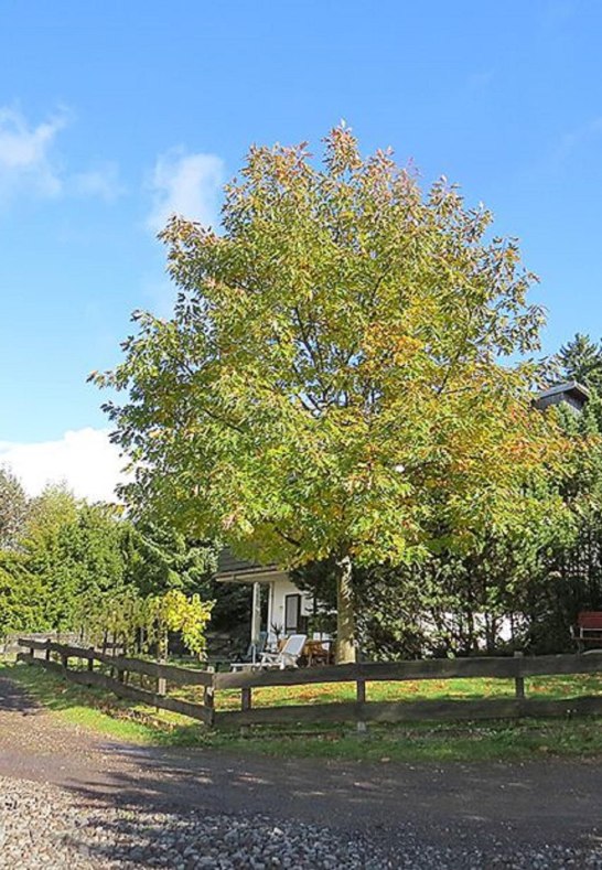 Sommer | &copy; Brigitte Reuter-Schneider