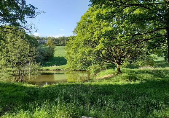 Teiche am Liesenfelder Bachtal | &copy; C. Vogt