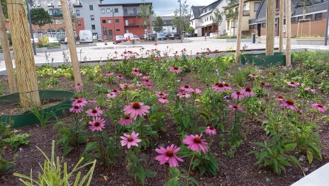 Blumenbeet am Marktplatz | &copy; C. Vogt