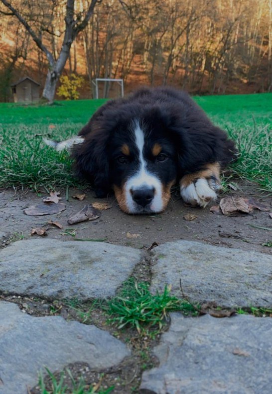 Hofhund Ruby | © Anna Becker