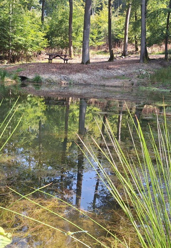 Am Teich | &copy; T. Biersch