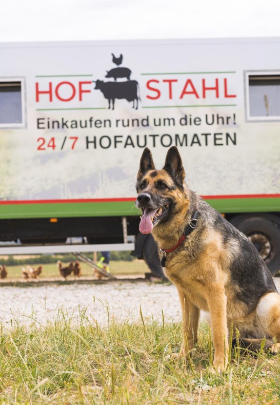 Hund | &copy; Hof Stahl, Dellhofen