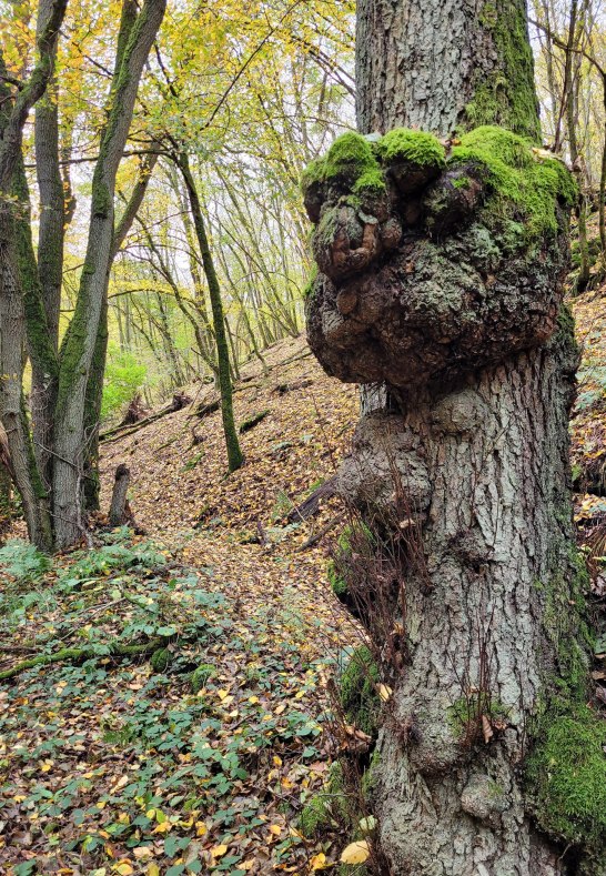 Wunder der Natur | © E. Bender