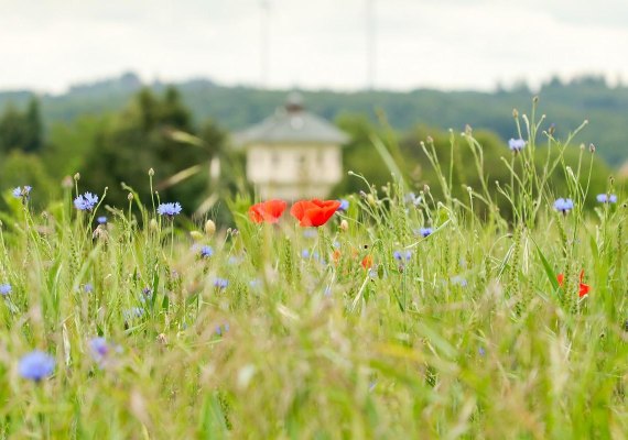 Wasserturm Pfalzfeld | © Sabine Mauer