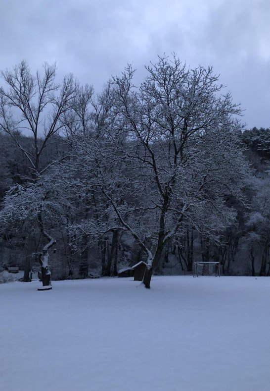 Wiese und Nussbäume im Schnee | © Anna Becker