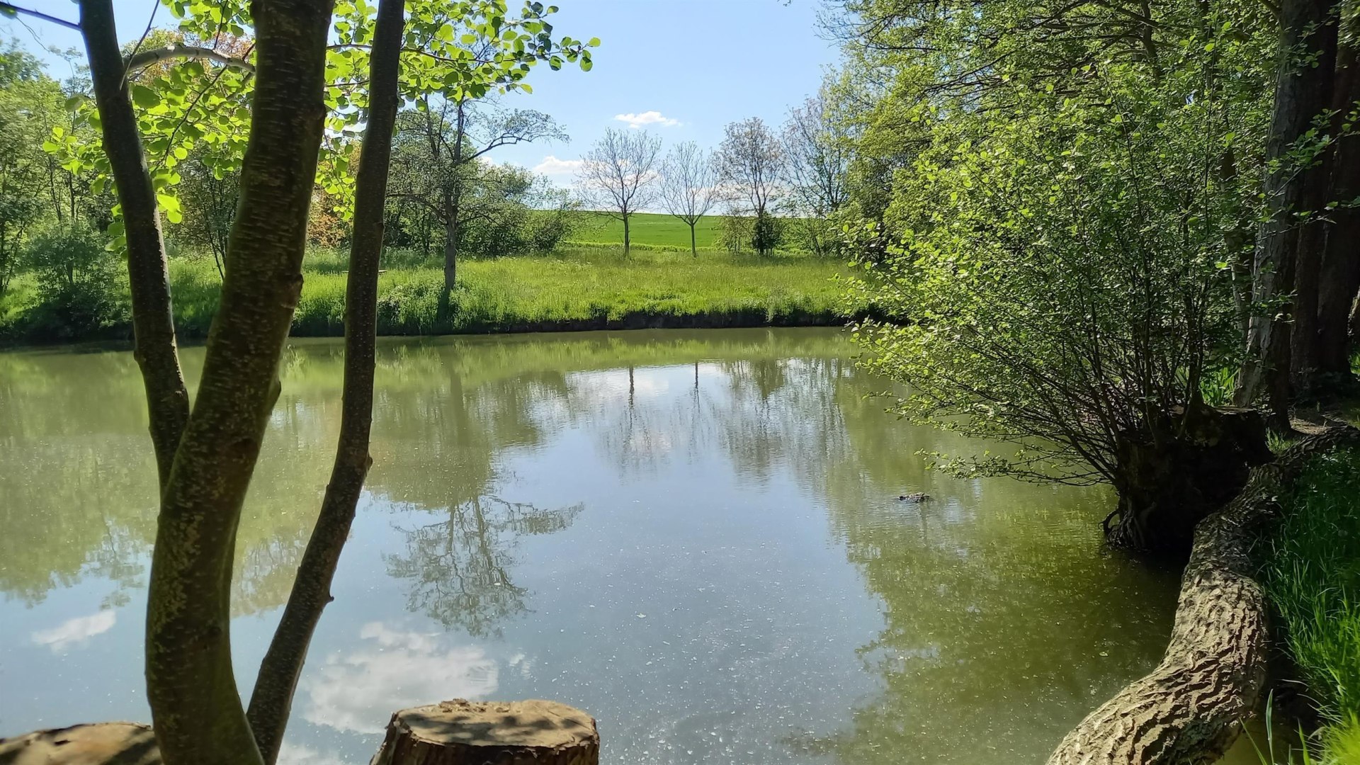 Waldsee im Sommer | © C. Vogt Waldsee im Sommer | © C. Vogt