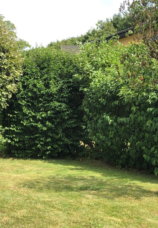 Blick in eine Ecke des grünen Gartens