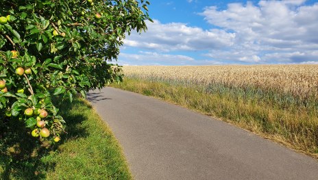 geteerter Radweg mit Obstbaum und Feld