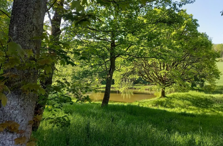 Teiche am Liesenfelder Bach | © C. Vogt