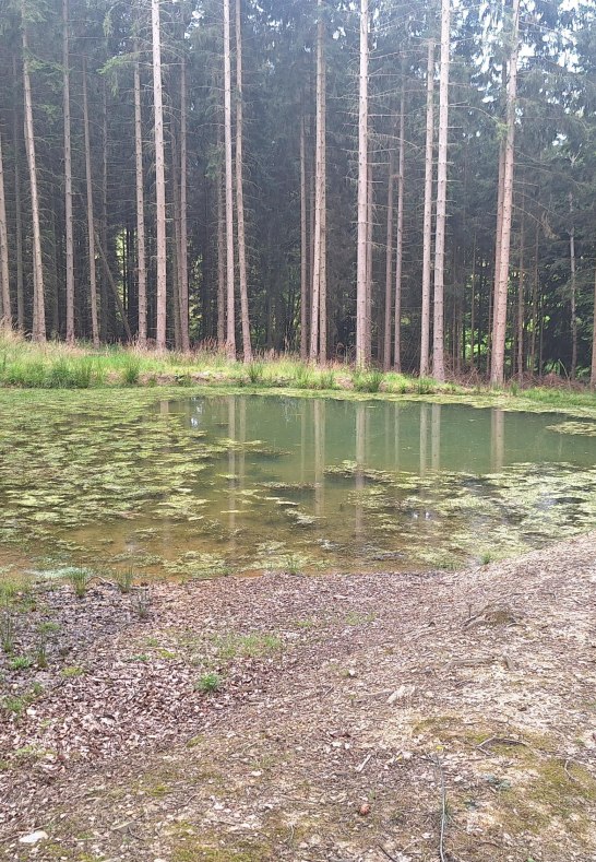 Himmelsteich | &copy; T. Biersch