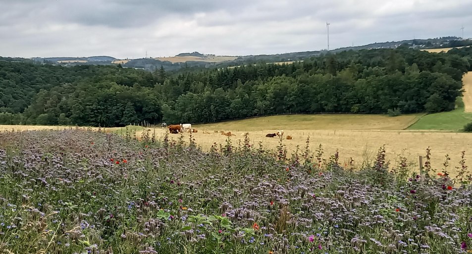 Ausblick vom Rastplatz | © C. Vogt Ausblick vom Rastplatz | © C. Vogt