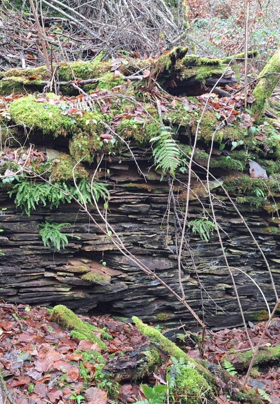 M&uuml;hlenruine | &copy; T. Biersch