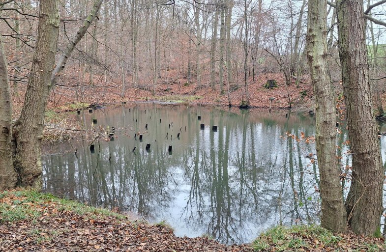 Teich am Kriesb&auml;chelche | &copy; T. Biersch