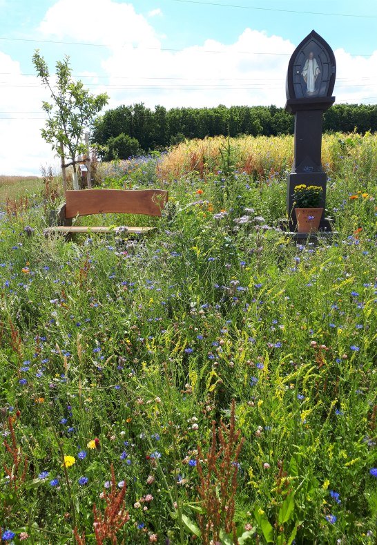 Blumenwiese am Bildstock | © G. Liesenfeld Blumenwiese am Bildstock | © G. Liesenfeld