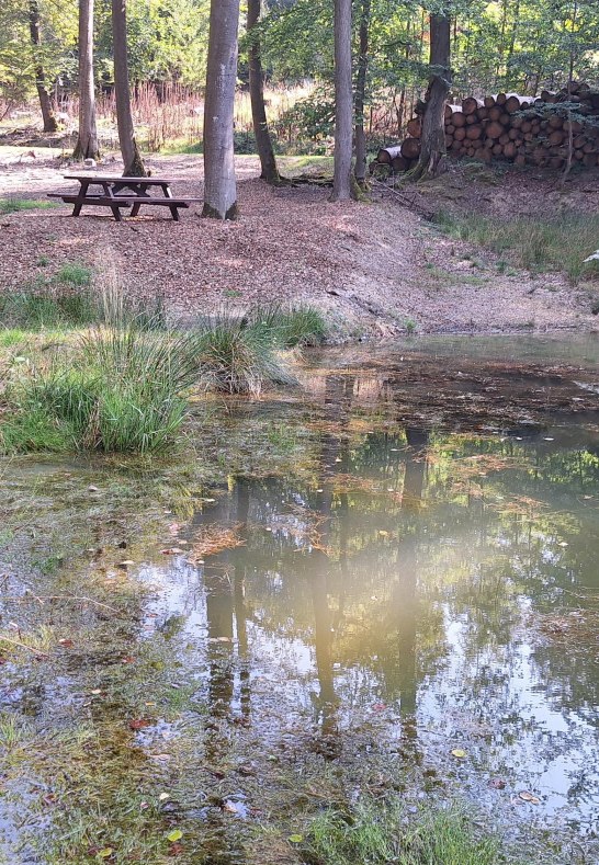 Himmelsteich im Wald | © T. Biersch