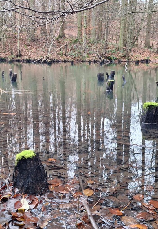 Teich am Kriesb&auml;chelche- | &copy; T. Biersch