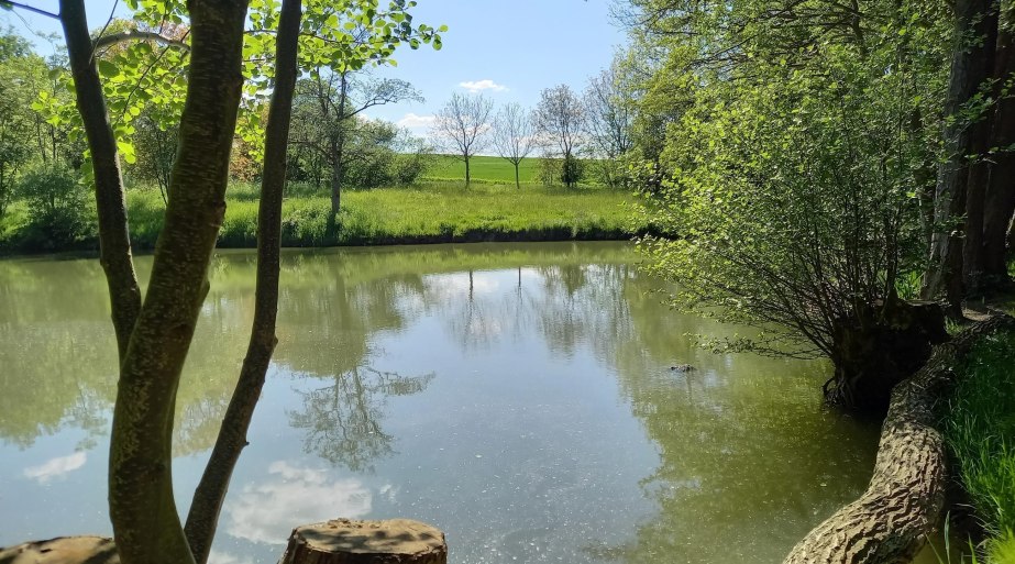 Waldsee im Sommer | &copy; C. Vogt