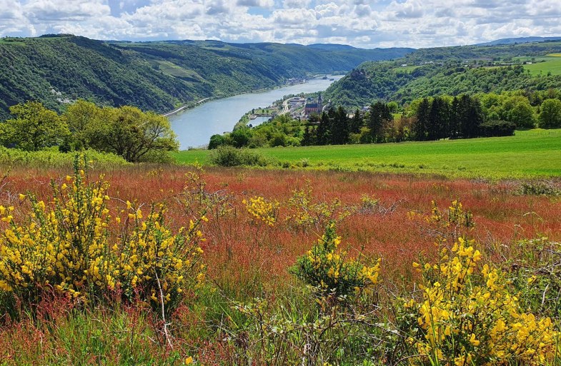 Niederburger Heide Blick Oberwesel | © TI Hunsrück-Mittelrhein Niederburger Heide Blick Oberwesel | © TI Hunsrück-Mittelrhein