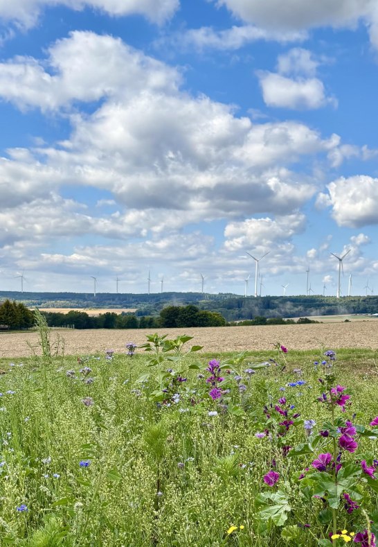 Fernbick | &copy; D. Meyer