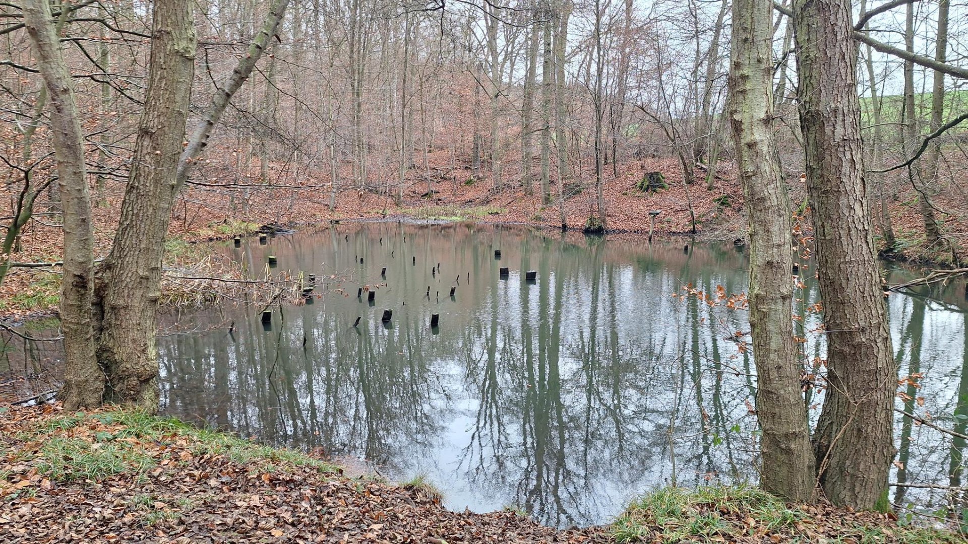 Teich am Kriesbächelche | © T. Biersch