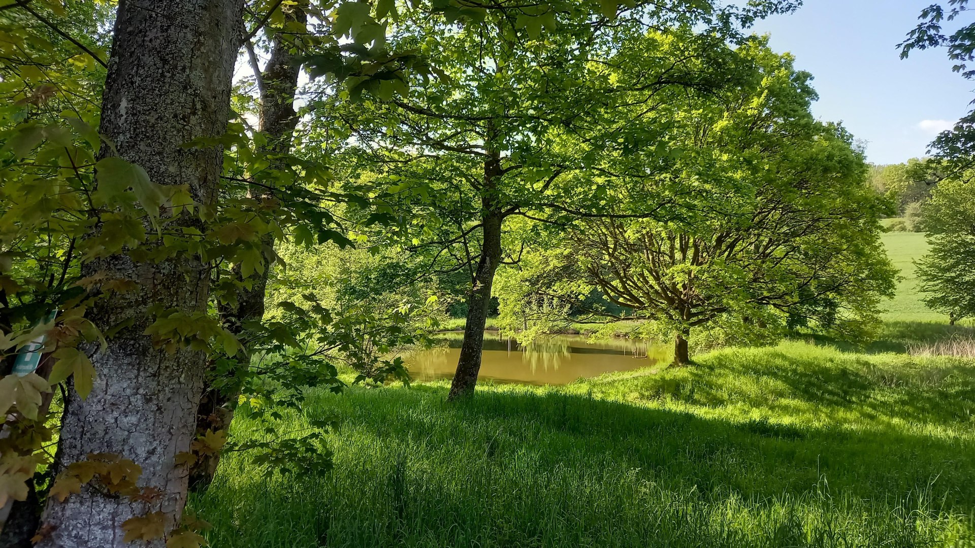 Teiche am Liesenfelder Bach | © C. Vogt