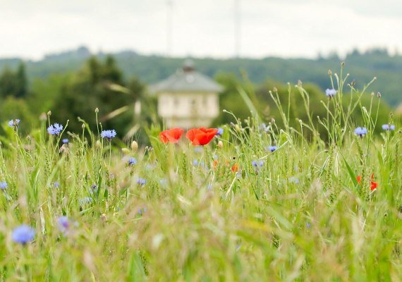 Wasserturm Pfalzfeld | &copy; Sabine Mauer
