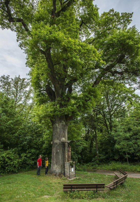 Jakob-Kneip-Eiche in Morshausen | &copy; Kappes