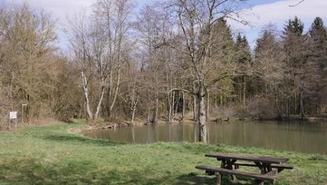 Waldsee | &copy; Bernhard Vogt