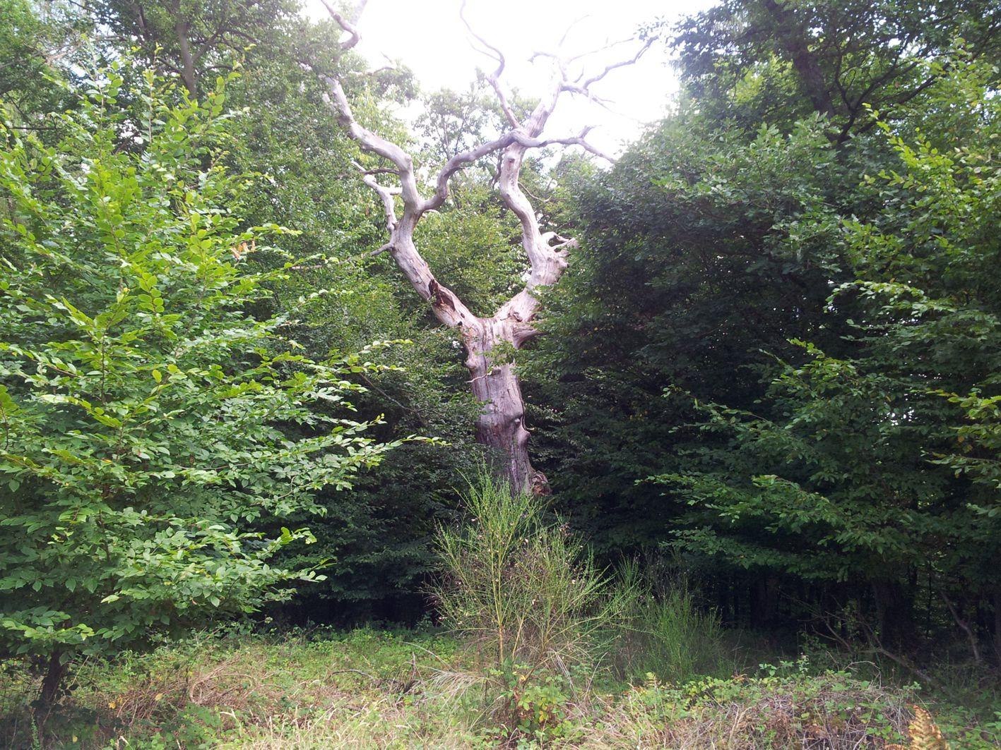 Der " Waldgeist" | © Thomas Biersch Der " Waldgeist" | © Thomas Biersch