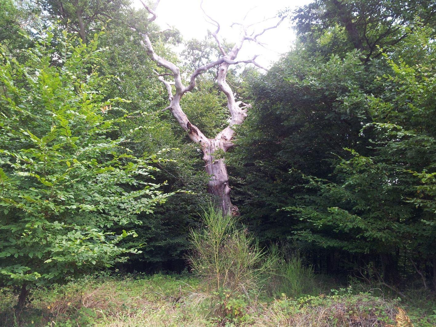 Der " Waldgeist" | &copy; Thomas Biersch