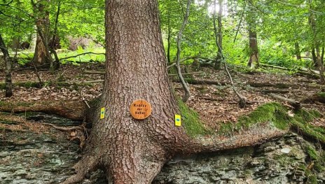 Baumwurzel | &copy; B. Vogt