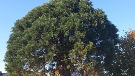 Riesenmammutbaum | &copy; C. Vogt