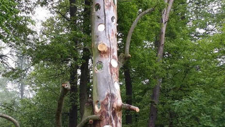 Spiegelbaum | &copy; T. Biersch