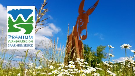 Margeritenwiese mit Stahlesel vor blauem Himmel