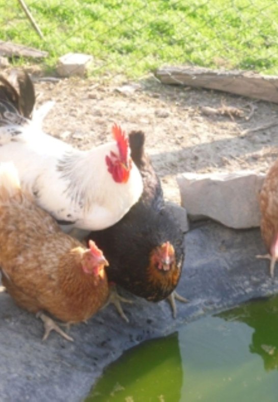 Garten mit H&uuml;hner | &copy; S. Braun