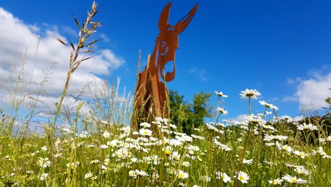 Stahlesel in Margeriten-Wiese | © TI Hunsrück-Mittelrhein Stahlesel in Margeriten-Wiese | © TI Hunsrück-Mittelrhein