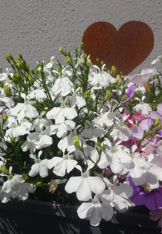 Sommerfeeling | © Karin Weber