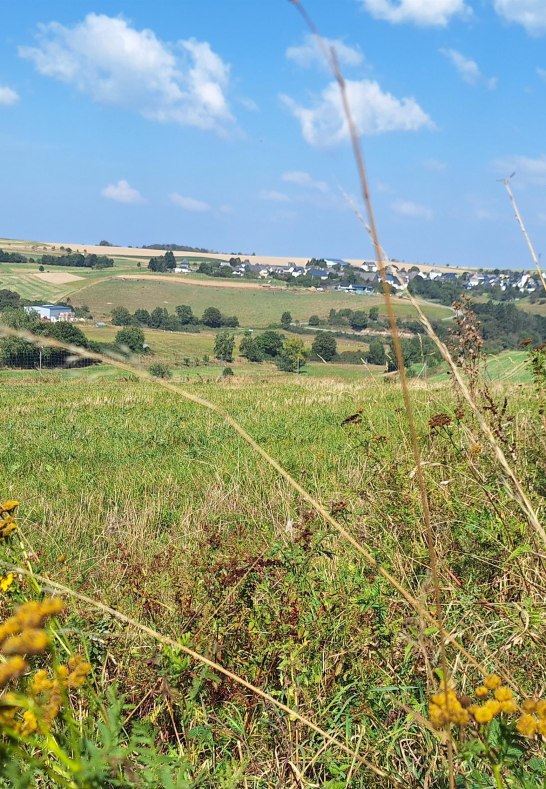 Ginsterberg bei Sonnenschein | © T. Biersch