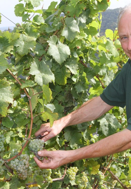 Weingut Lanius-Knab_Jörg Lanius bei der Weinlese | © Lanius-Knab Weingut Lanius-Knab_Jörg Lanius bei der Weinlese | © Lanius-Knab