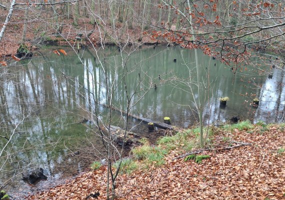 Teich | &copy; T. Biersch