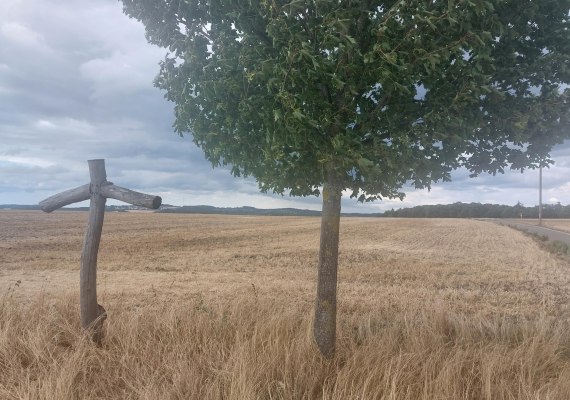 Millasch Kreuz im Kornfeld | © TI Hunsrück-Mittelrhein