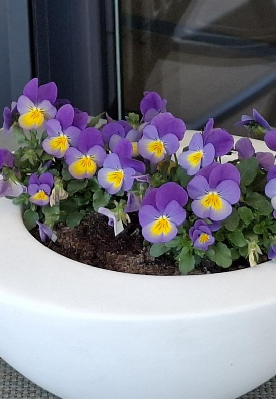 Fr&uuml;hlingsblumen auf der Terrasse | &copy; P. F&uuml;hr