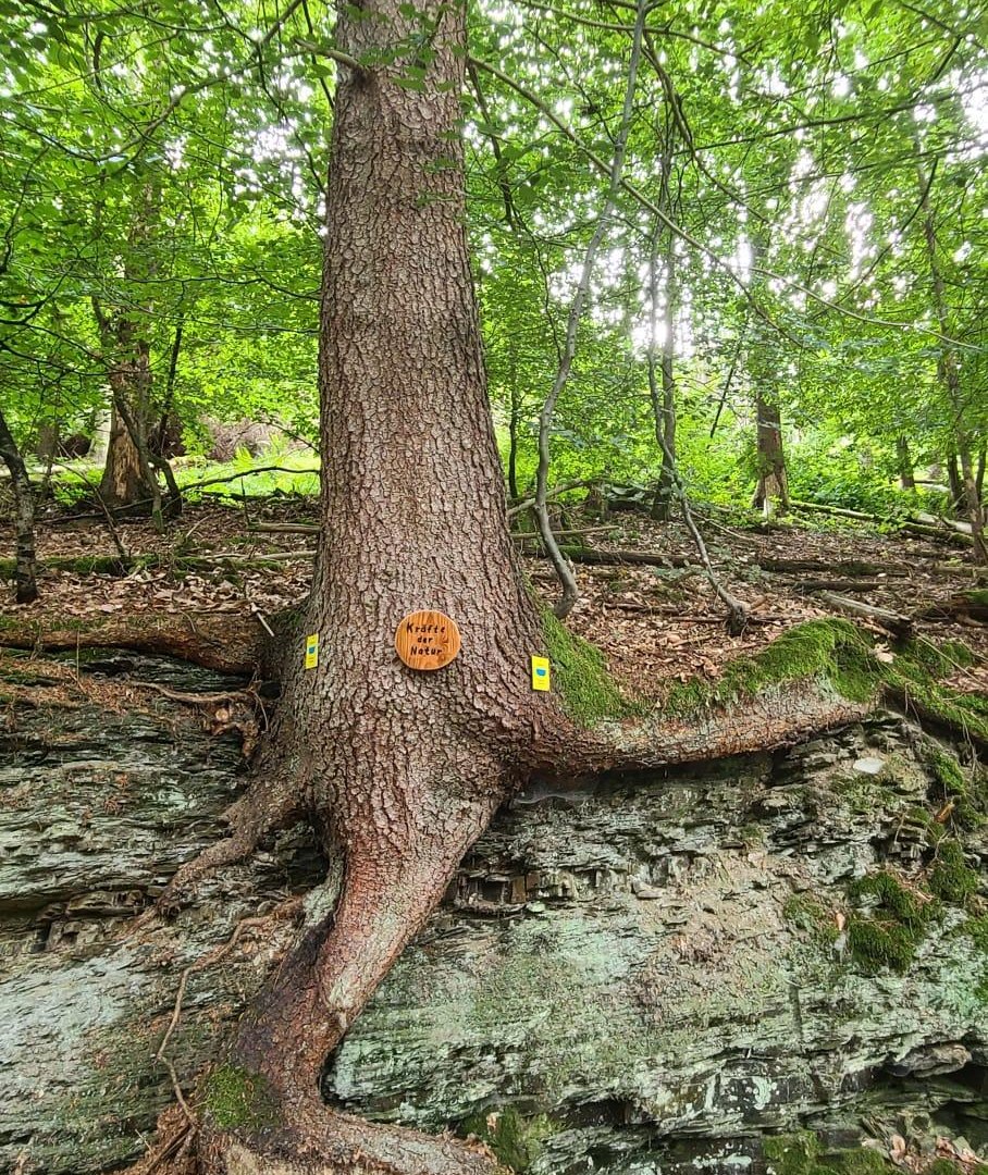 Baumwurzel | © B. Vogt Baumwurzel | © B. Vogt