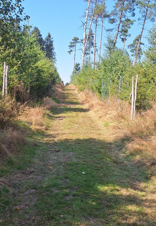 Kinderwald | © T. Biersch