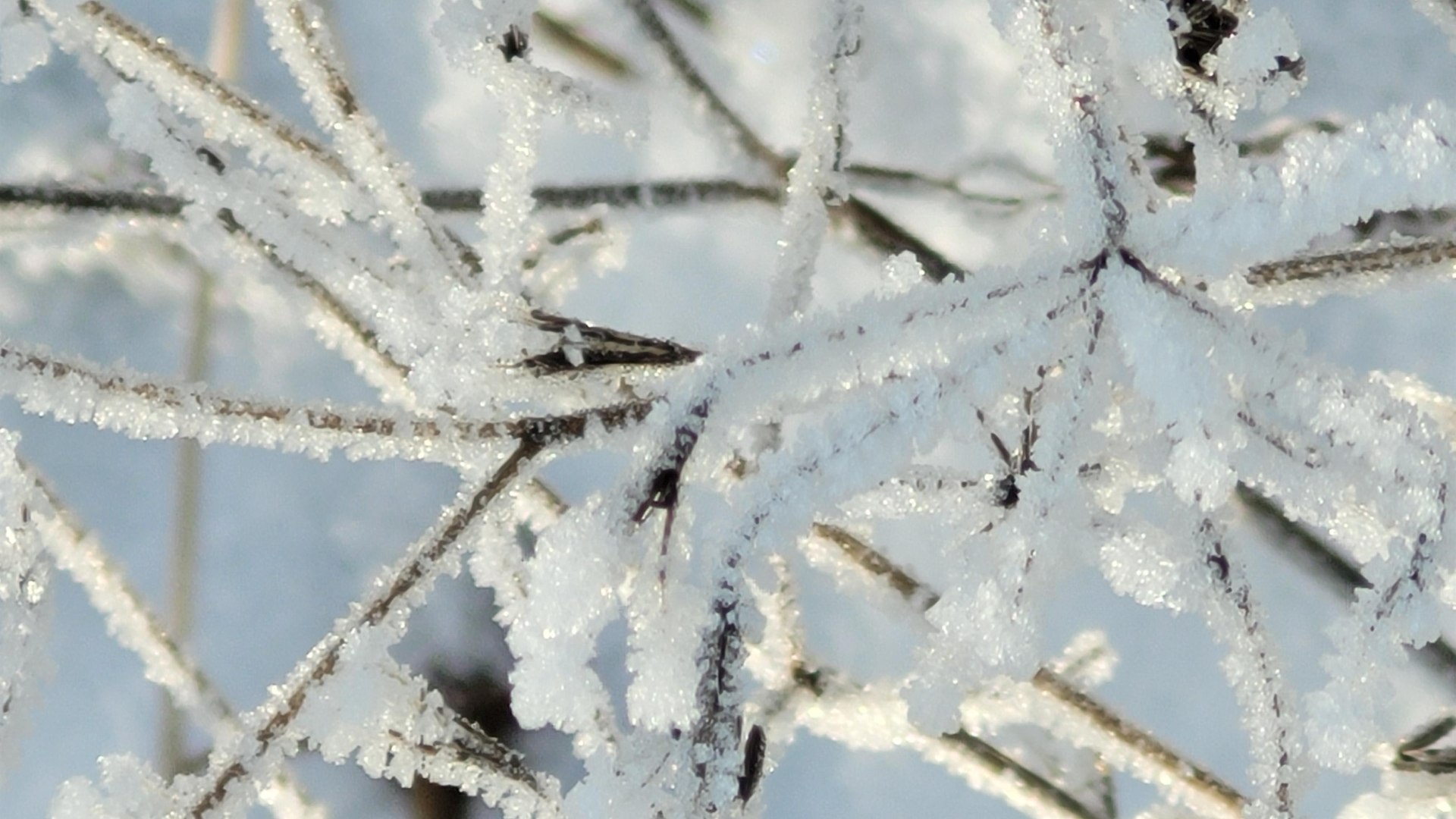 Eiskristalle | © Elke Bender