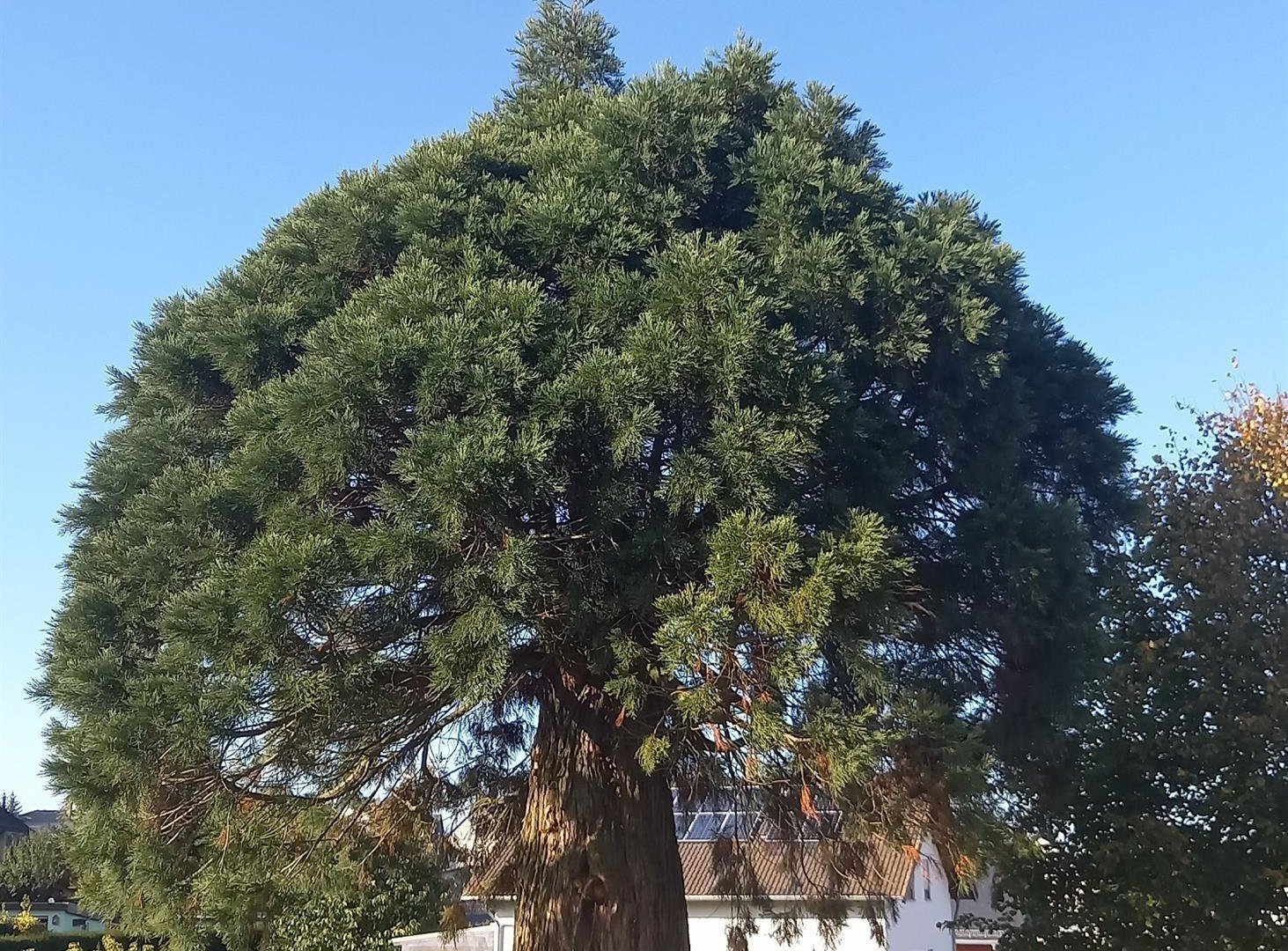 Riesenmammutbaum | © C. Vogt Riesenmammutbaum | © C. Vogt