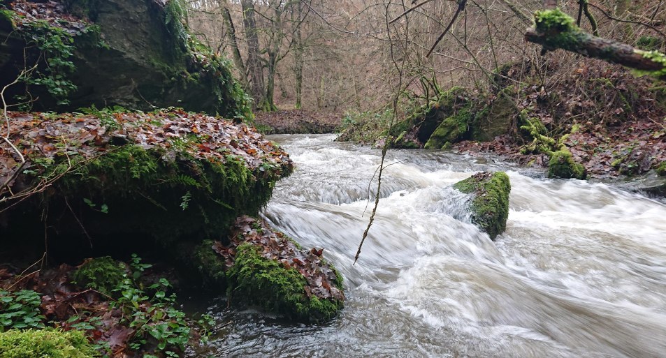 wildes Baybachtal | © T. Biersch