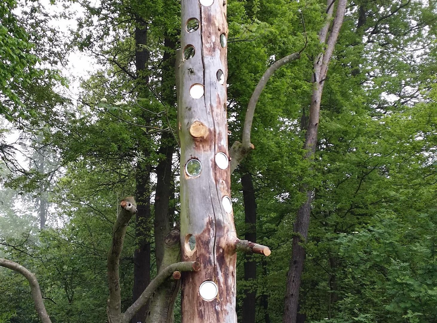 Spiegelbaum | © T. Biersch Spiegelbaum | © T. Biersch