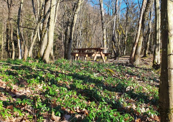 Picknickbank am Haaks K&ouml;ppche | &copy; T. Biersch