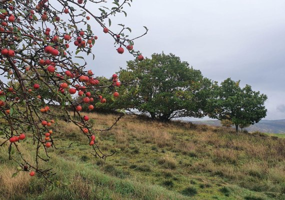 Niederburger Heide | &copy; Thomas Biersch